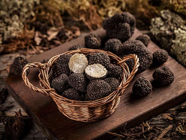 Cyprus Truffle Tour