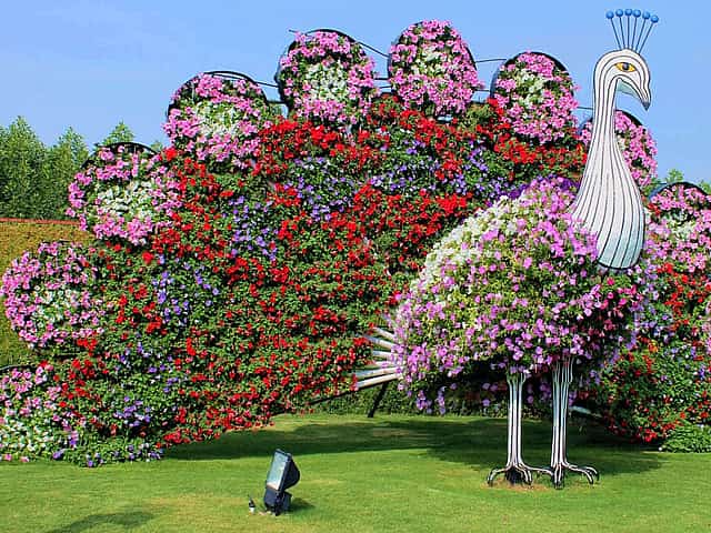 Dubai Miracle Garden Tickets
