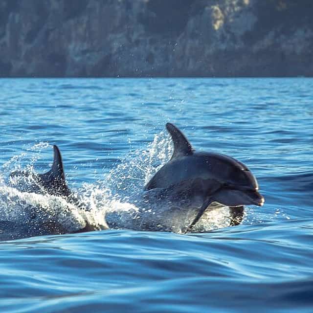Guided Dolphin Watching in the Arrábida Natural Park
