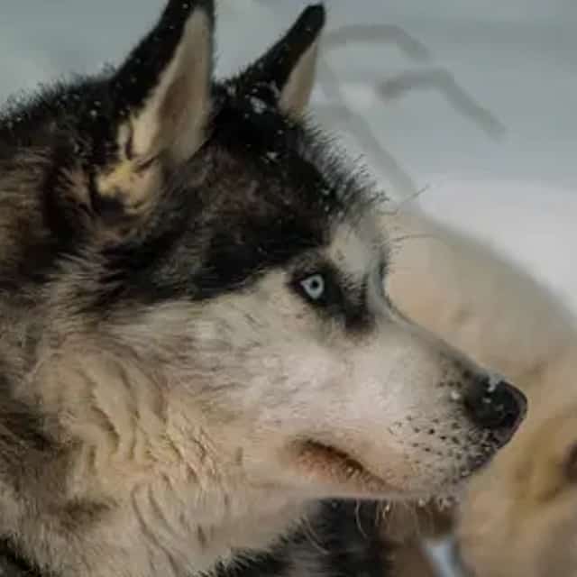 Husky Farm Visit