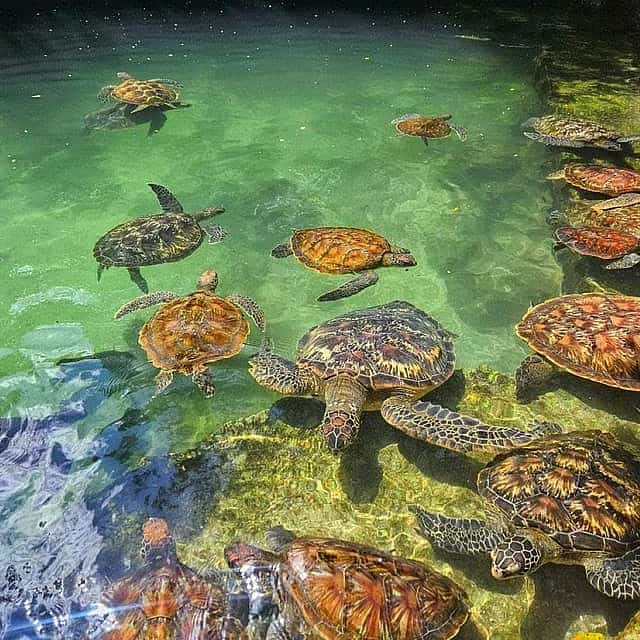 Zanzibar: Nungwi Turtle Aquarium Guided & Beach Half-Day Trip