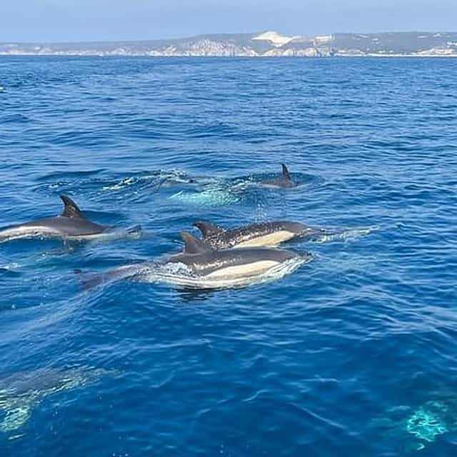 Sesimbra: Arrábida Dolphin and Whale Watching tour with biologist