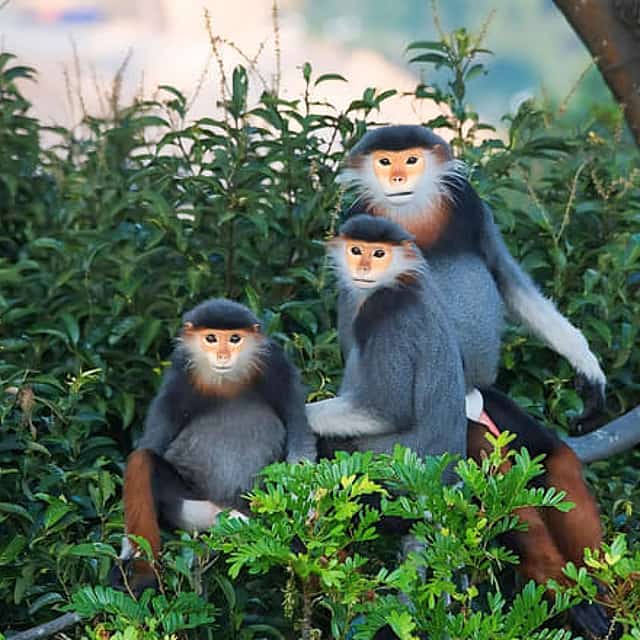 Discovering Marble Mountains - Monkey Mountain - Am Phu cave - Da Nang by night & Han river Cruise