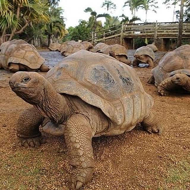 Southern Tales Tour: Full-day tour incl Crocodile Park & Seven Colored Earth
