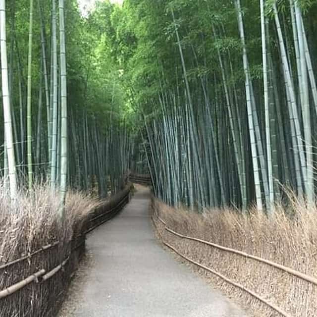 Private Guided Tour to Arashiyama, Kyoto