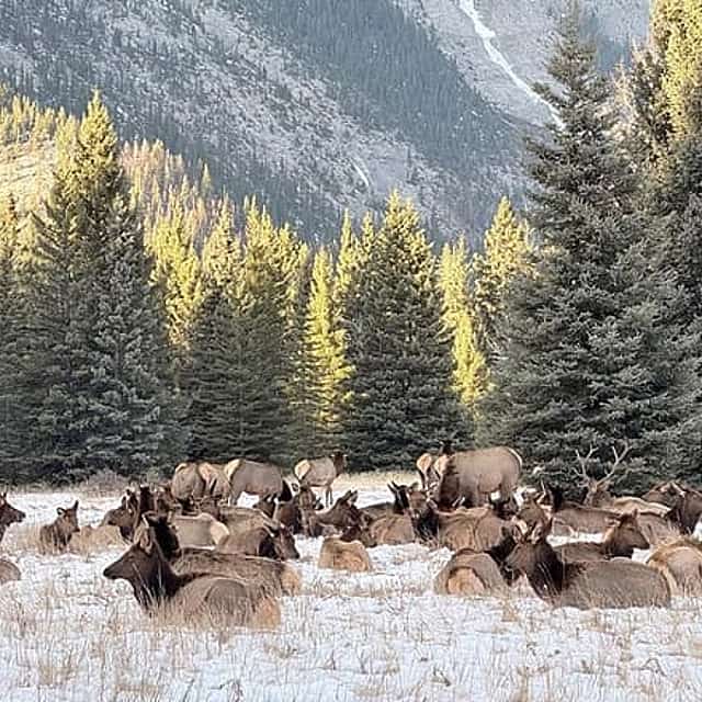 Banff Wildlife Explore and Johnston Canyon Icewalk Tour