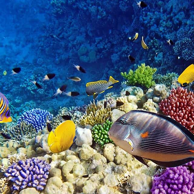 Zanzibar: Blue Lagoon, The Rock, Paje Beach, and Jozani Tour