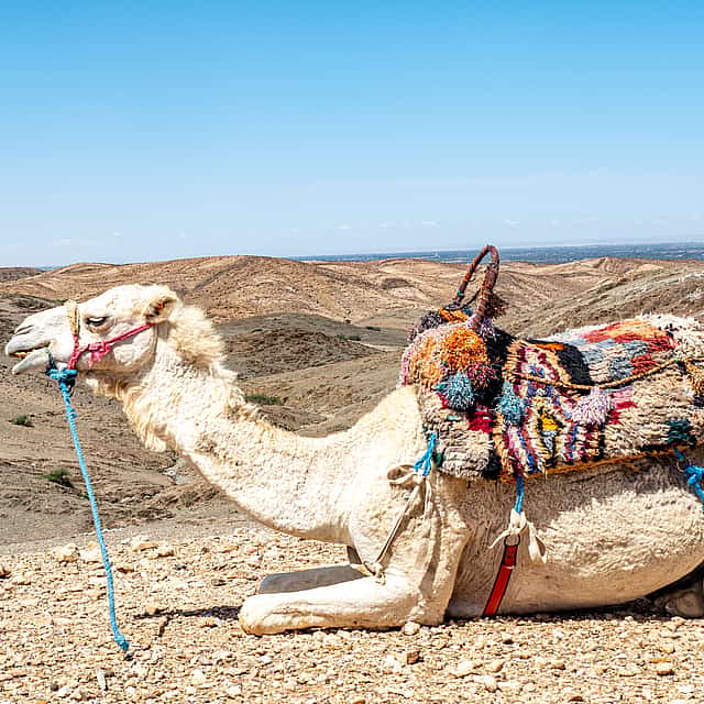 Atlas Mountains and Camel Ride in Agafay Desert Full-day Trip