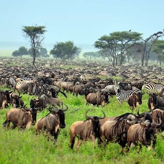 Private 6 Days Masai Mara Wildebeest Migration Safari Holiday