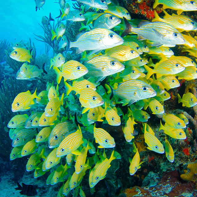 Riviera Maya Snorkeling Adventure: Lagoon, Cenote & Underground River