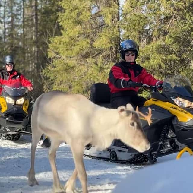 Snowmobile Safari to Reindeer Farm, Levi — authentic local experience