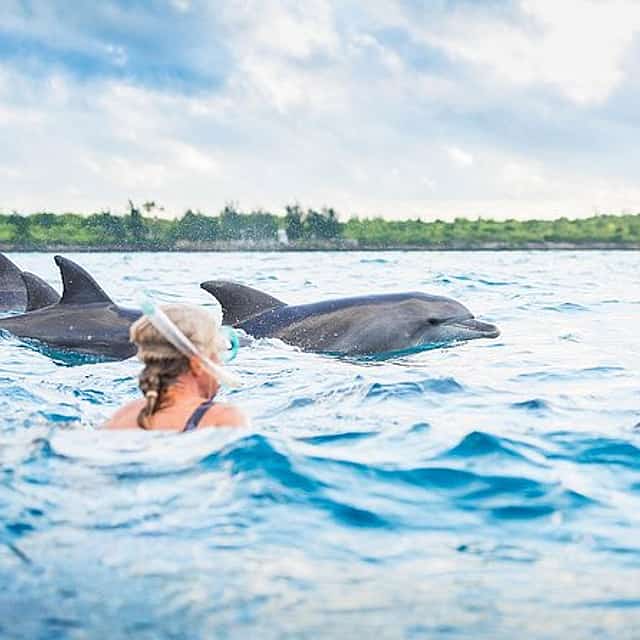 Swimming with Dolphins Tour in Zanzibar