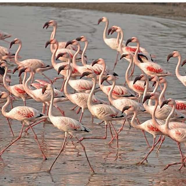 Venice Lagoon Bike & Birdwatching Tour: Flamingos in Lio Piccolo