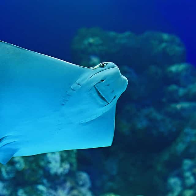 Catalina Islands Scuba Diving