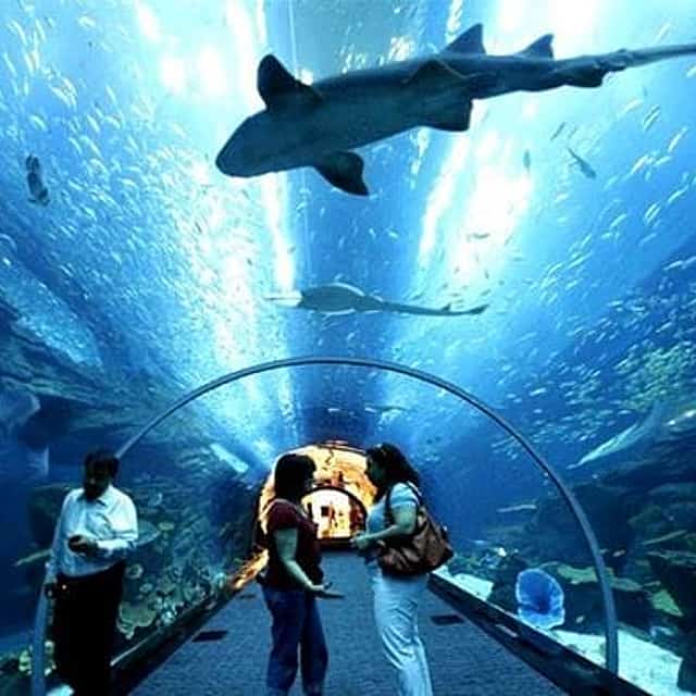 PATTAYA Join Tour Under Water World