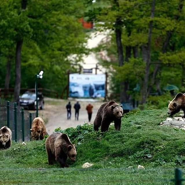 Explore Transylvania: Bear Sanctuary, Bran Castle & Brasov tour