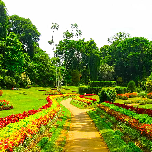 Kandy Day Tour with Culture