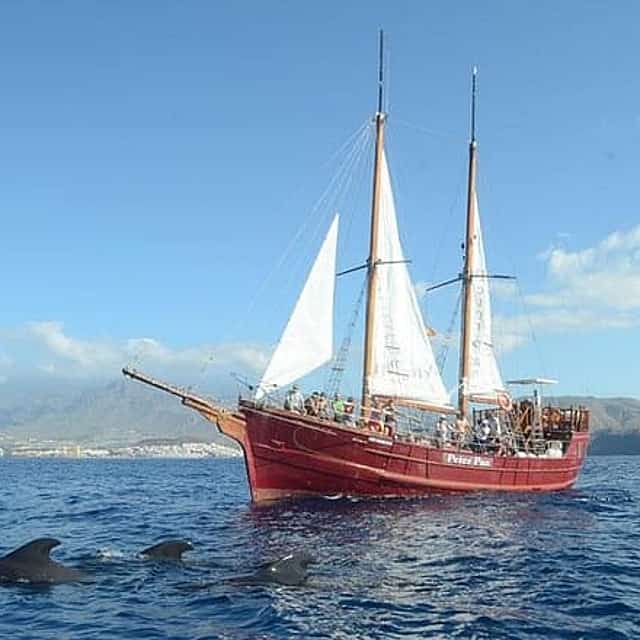 Whale & Dolphin Watching Experience + Los Gigantes And Masca