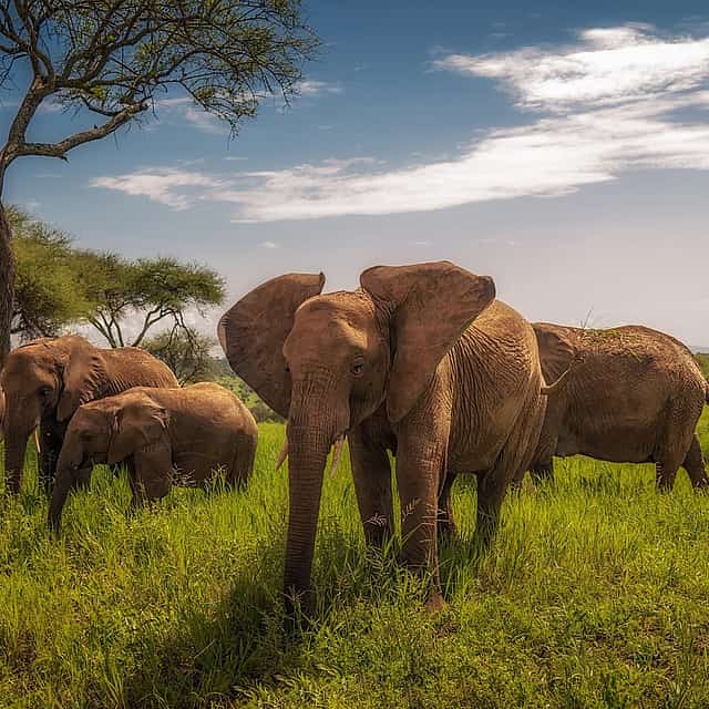 Full-day Tour to Tarangire National Park from Arusha