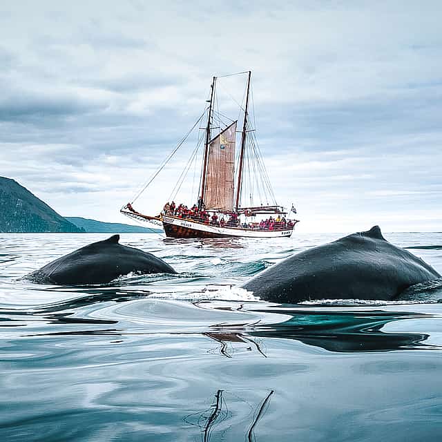 Whale Watching mit dem Segelboot ab Húsavík
