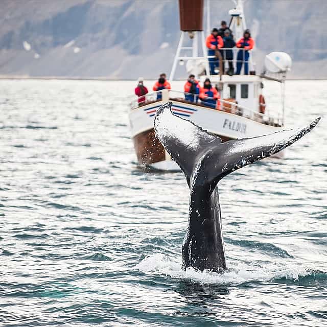 Reykjavík Whales & Northern Lights Tour