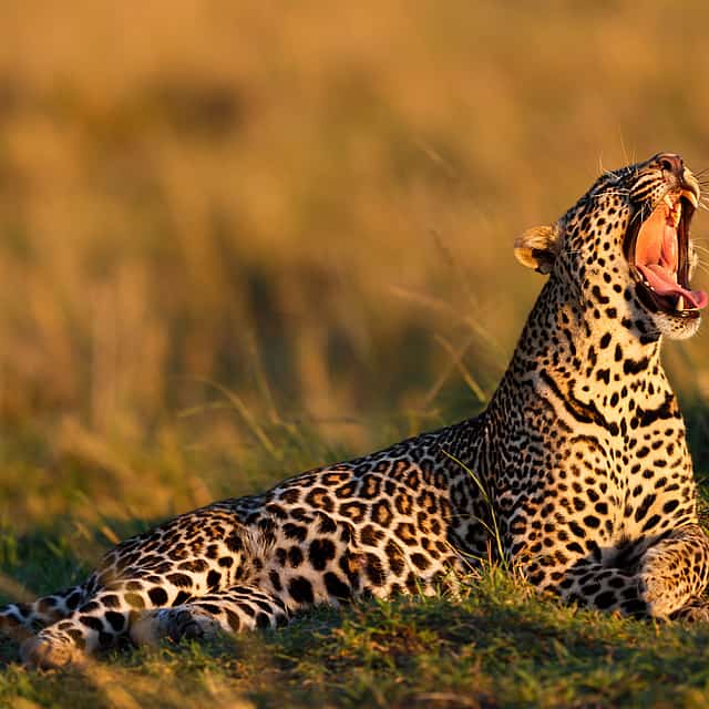 Early Morning Safari at Aquila Game Reserve