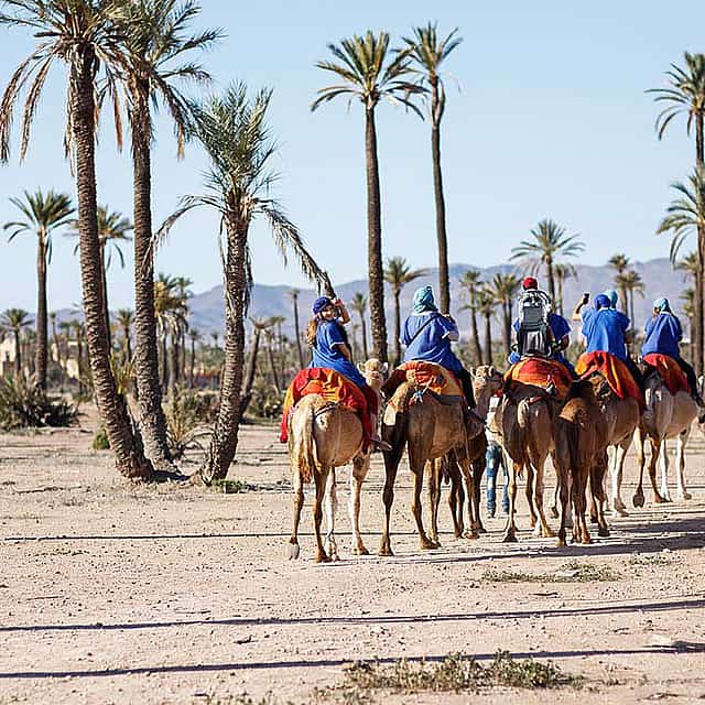 Camel Ride in the Palm Grove