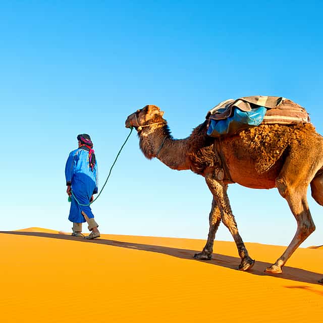 Abu Dhabi: 6-hour Desert Safari with BBQ, Camel Ride & Sandboarding