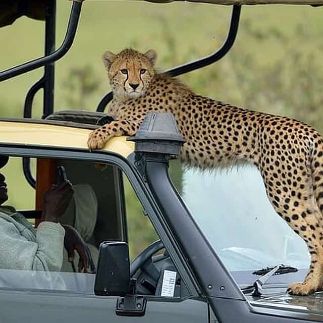 3-Days Maasai Mara Camping Safari on 4x4 Land Cruiser Jeep