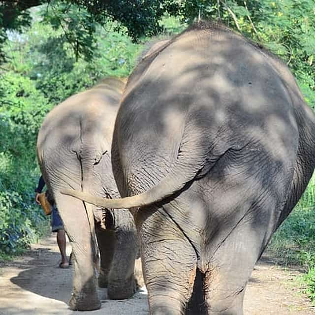 Elephant Sanctuary+Bamboo Rafting+Long Neck Village