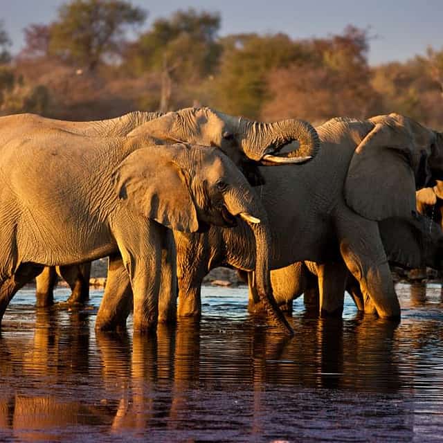 South Laungwa Private Walking Safari