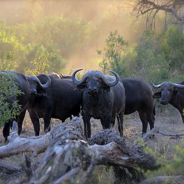 "Pirschfahrt & Nashorn-Begegnungssafari"