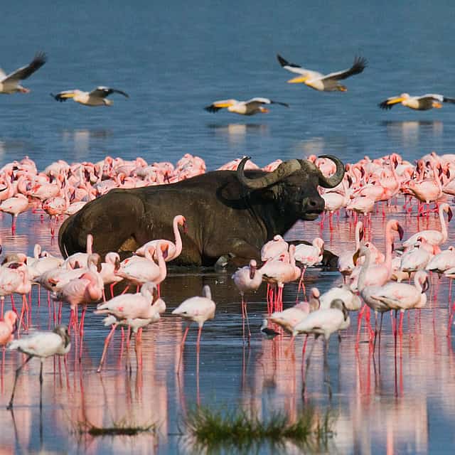 Excursión de un día al Lago Nakuru desde Nairobi

