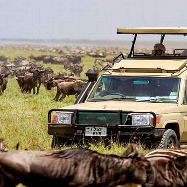Masai Mara 1-Tagesausflug
