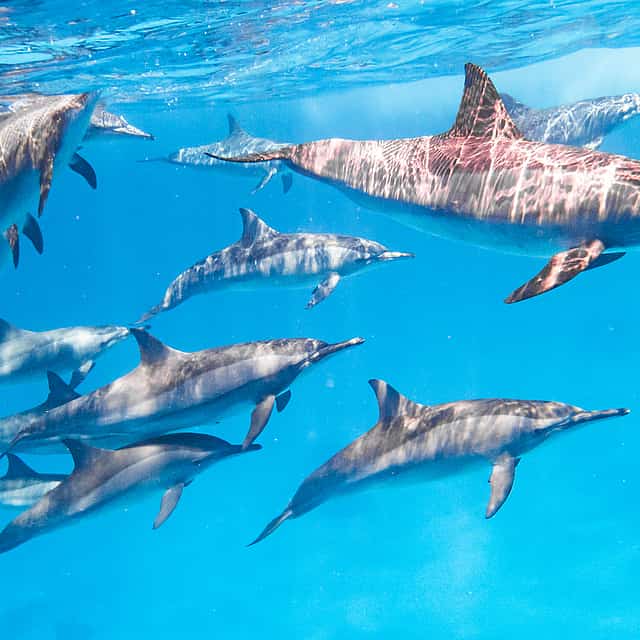 Swimming with Dolphins and  Snorkeling Tour from  Marsa Alam