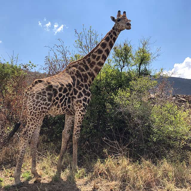 Journées complètes d'excursion safari de luxe à Pilanesberg au départ de Johannesburg.
