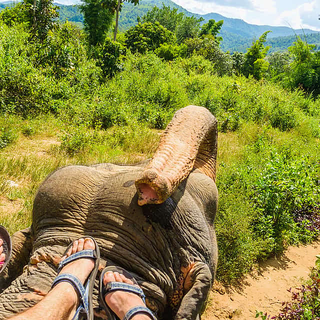 Elephant Tour in Ubud