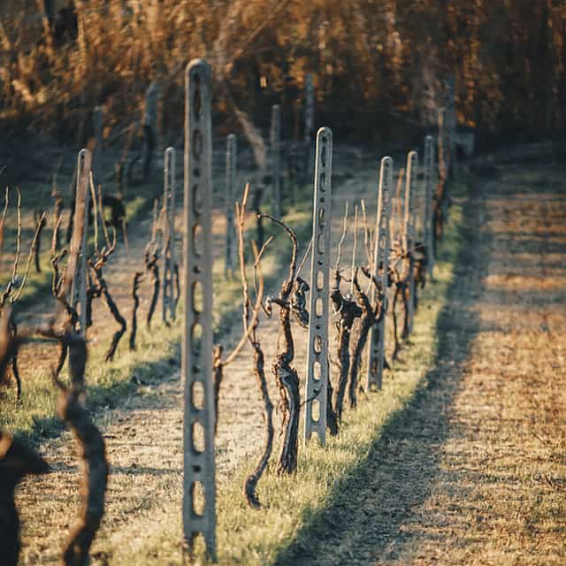 Marche Wines: Explore the Richness of Local Flavors