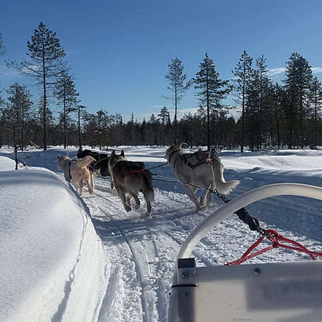 Husky Safari 5-6 km Self-Drive in a Hidden Forest Kennel, Levi