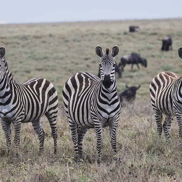 Tanzania: Day Safari in Tarangire National Park