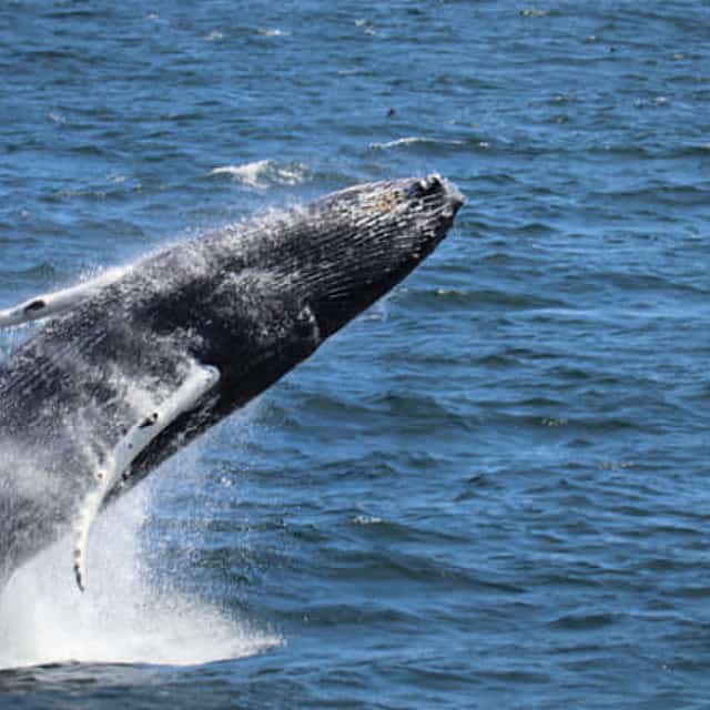 Best Value Whale Watching tour from Reykjavik