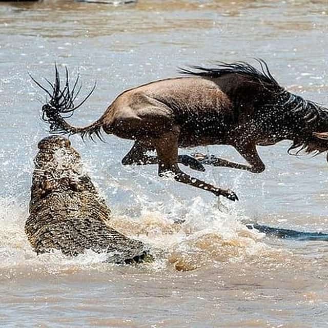 Private 8 Days Masai Mara Wildebeest Migration Safari Adventures