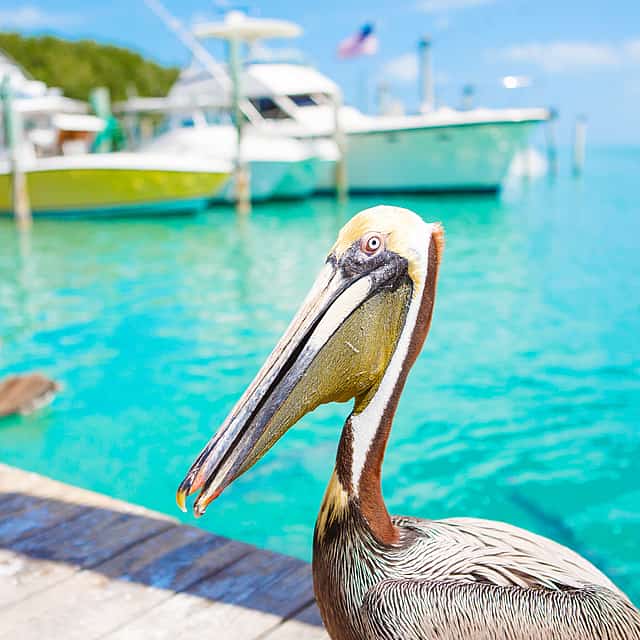 <p>Key West Ausflüge ab Miami: Shuttle, Delfin-Begegnung, Schnorcheln & mehr!</p>
