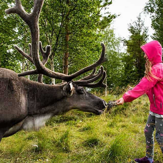 Rovaniemi: Summer & Autumn Reindeer Farm Visit - Small Group