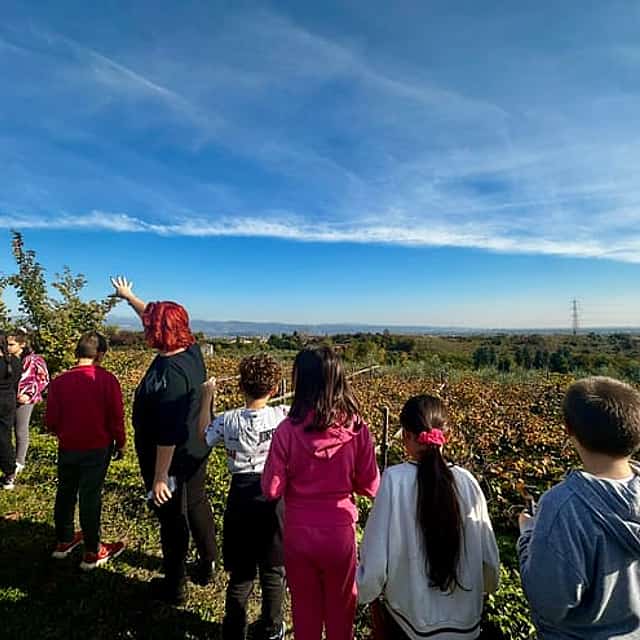 Lake Garda Olive Oil Tour & Tasting with Panoramic Views