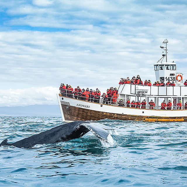 "Walbeobachtung in Stille (klimaneutral) ab Húsavík"
