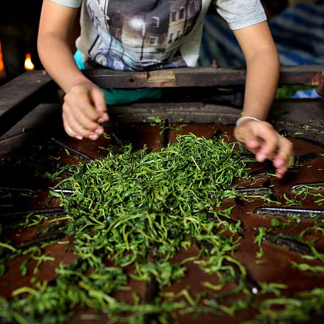 Tour the Amazing Natural Spices and Ceylon Tea Farm