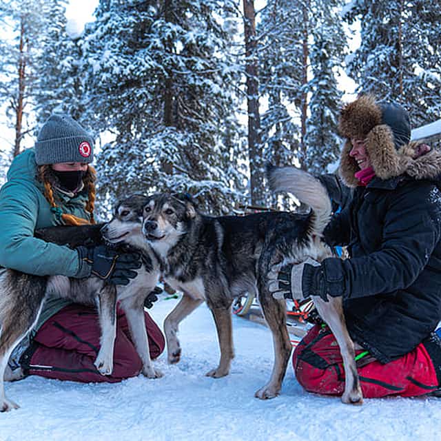 Husky Kennel Visit & Cuddle with Huskies, Levi