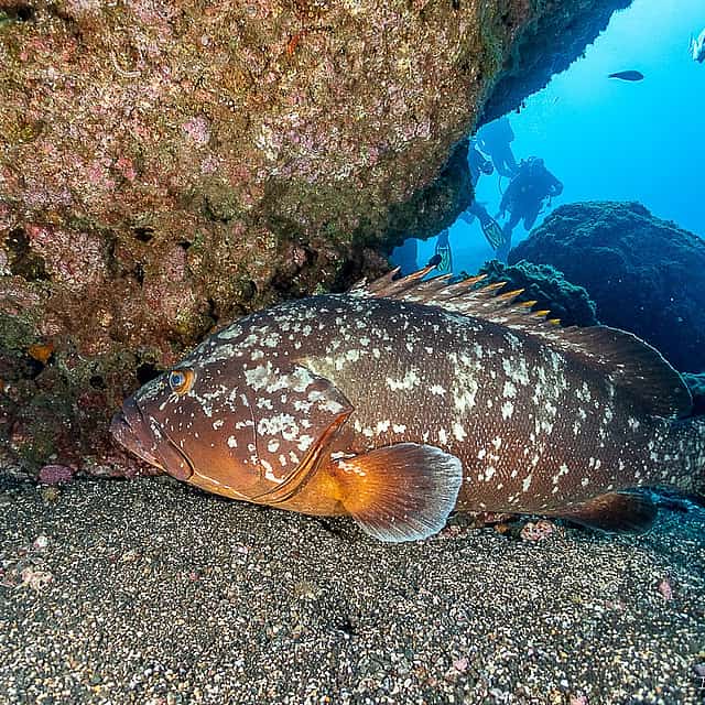 Scuba Dive Madeira, тихая гавань Атлантики.
