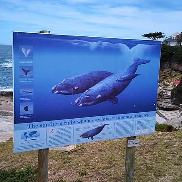 Private Shore Whale Watching Tour to Hermanus from Cape Town